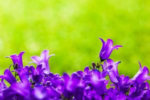 primo piano di fiori freschi su sfondo naturale di erba. foto