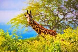 giraffa nel cespuglio. safari a tsavo ovest, kenya, africa foto