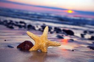 stelle marine sulla spiaggia al tramonto foto