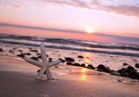 stelle marine sulla spiaggia al tramonto foto