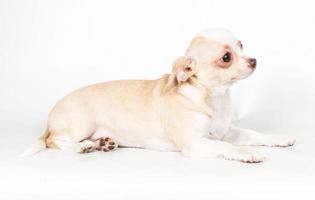 cucciolo di chihuahua su sfondo bianco foto