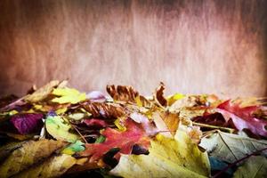 foglie di caduta su fondo di legno. autunno colorato foto