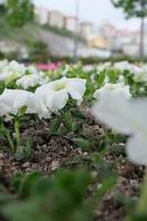 fiore di petunia bianco nel verde foto