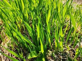 erba verde succosa, con tempo soleggiato. primi verdi di primavera. foto