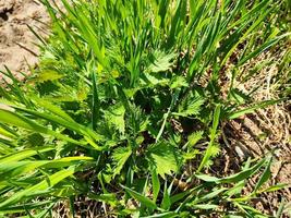 erba verde succosa, con tempo soleggiato. primi verdi di primavera. foto