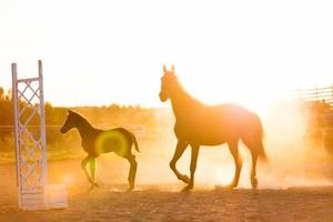 cavallo maturo e un puledro in piedi sul campo di sabbia foto