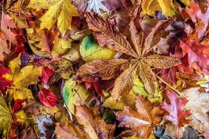 sfondo di foglie di caduta. sfondo autunnale colorato. foto