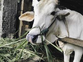 una mucca bianca nella stalla che mangia il pascolo foto