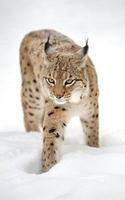 lince in inverno
