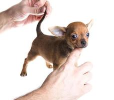 cucciolo di chihuahua a pelo corto davanti a uno sfondo bianco foto