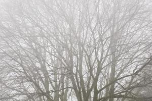 alberi nella nebbiosa giornata invernale foto