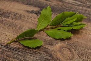 foglie di alloro verde sul ramo foto