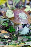 primo piano del fungo porcino nella foresta primaverile foto