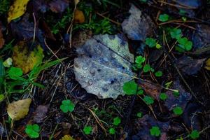 foglie autunnali nella foresta con gocce di rugiada. foto