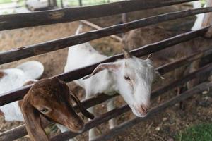 capra bianca in una gabbia di legno dopo l'alimentazione allo zoo. capra nel concetto di animale dello zoo. foto