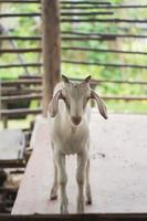 capra bianca in una gabbia di legno dopo l'alimentazione allo zoo. capra nel concetto di animale dello zoo. foto