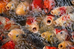 carpe dorate e pesci koi, pesci decorativi colorati galleggiano in uno stagno artificiale, concetto animale. foto