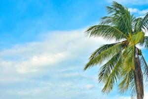 albero di cocco con sfondo azzurro del cielo foto