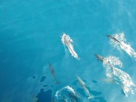 nuoto dei delfini