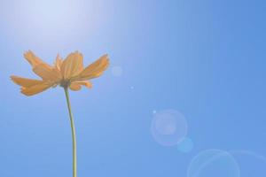 vista dal basso in fiore dell'albero del fiore del cosmo arancione fresco con lo spazio della copia. isolato su sfondo blu cielo nel giorno d'estate. foto