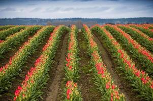 campo di tulipano rosso