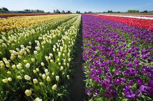 campi di tulipani di primavera