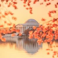 memoriale di Jefferson durante il festival dei fiori di ciliegio foto