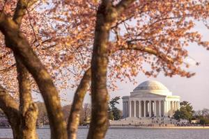 il memoriale di Jefferson durante il festival dei fiori di ciliegio