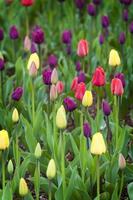 campo di tulipani foto