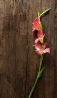 gladiolo rosa su legno foto
