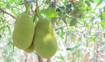 giovane jackfruit appeso ai rami. foto