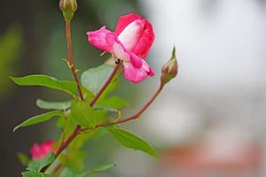 primo piano di rose rosa su uno sfondo sfocato foto