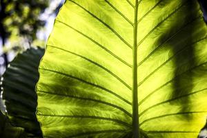 astratto foglia verde natura sfondo nel giardino tropicale. foglie verdi variegate modello natura foresta sfondo foto