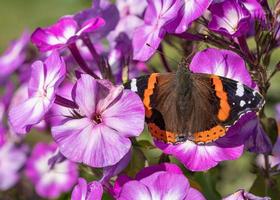 ammiraglio rosso, vanessa atalanta foto