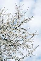 alberi in fiore con fiori bianchi in giardino su sfondo cielo foto