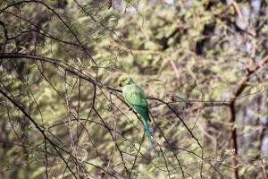 parrocchetto dagli anelli di rose appollaiato su un ramo di albero nel parco nazionale di keoladeo in india foto