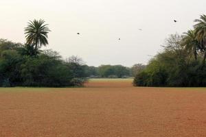 un bellissimo laghetto coperto di felci di zanzara e circondato da alberi nel parco nazionale di keoladeo a bharatpur, rajasthan, india foto