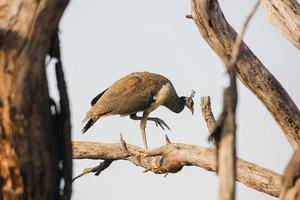 una femmina di pavone indiano aka pavo cristatus su un ramo di albero parco nazionale di keoladeo foto