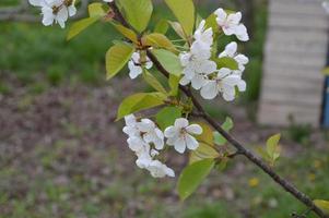 fiori primaverili sbocciavano nel giardino del villaggio foto