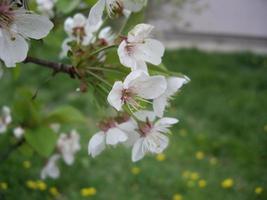 fiori primaverili sbocciavano nel giardino del villaggio foto