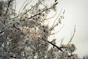 bellissimi fiori di sakura, fiori di ciliegio foto