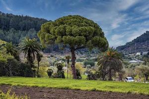 alberi e piante che crescono sul campo erboso nella foresta contro il cielo foto