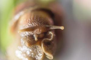 lente a macroistruzione lentamente guscio di lumaca foto