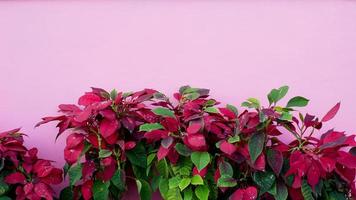bellissimi fiori su uno sfondo rosa pastello foto