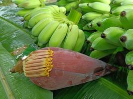 fiore di banana o fiore di banana su foglie di banana foto