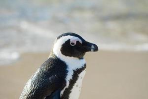 ritratto di pinguino africano
