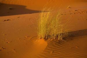 bellissime dune di sabbia nel deserto del Sahara in Marocco. paesaggio in africa nel deserto. foto