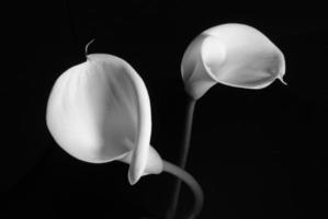 coppia di calla lilys bianchi su sfondo nero foto