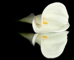 calla bianca lilly foto