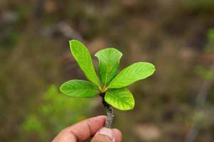 Giornata Mondiale per l'Ambiente. mano umana che tiene un piccolo albero foto